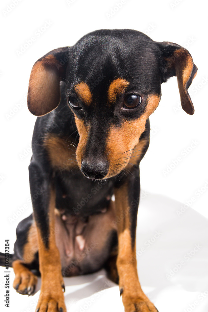 Adorable puppy on white background
