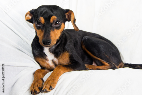 Adorable puppy on white background