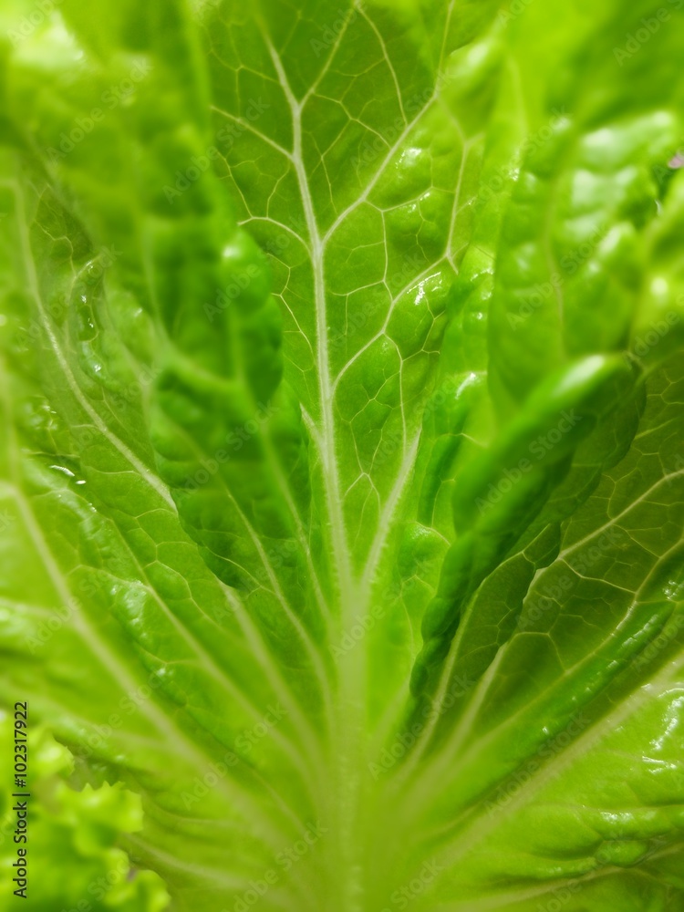 the green lettuce leaf in closeup