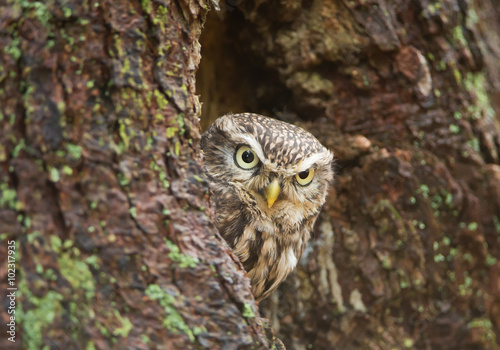 Pygmy owl looking from its nest  Czech Republic