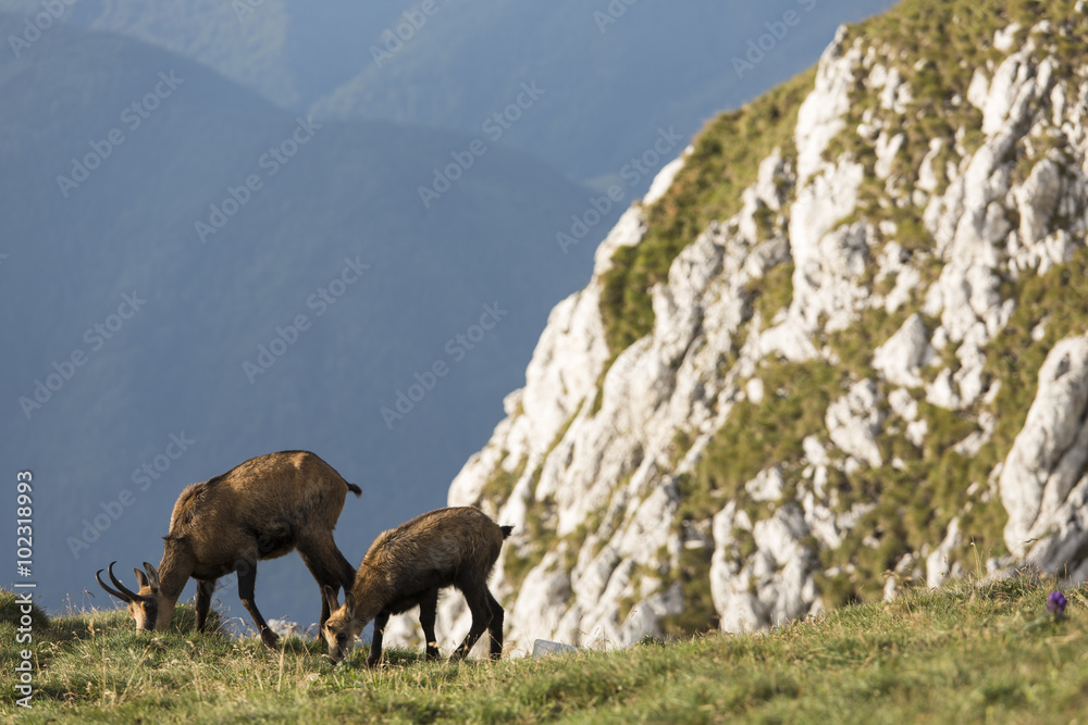 Black goats mother and child in the mountains wildlife Black goats mother and child in the mountains wildlife