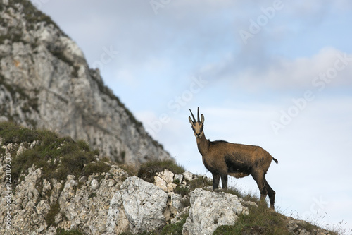 Black goat in the mountains wildlife