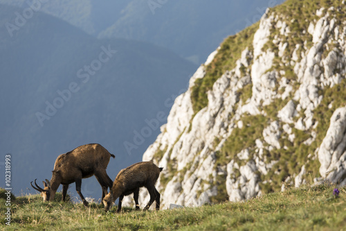 Black goats mother and child in the mountains wildlife © danmir12