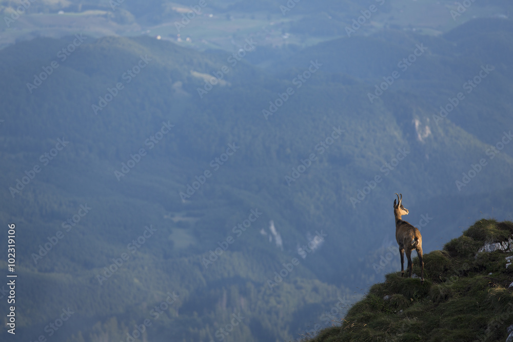 Obraz premium Black goat in the mountains wildlife