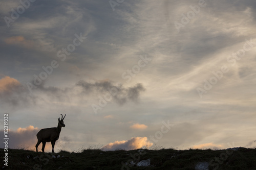 Black goat in the mountains wildlife