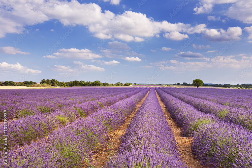 Fototapeta premium Blooming fields of lavender in the Provence, southern France