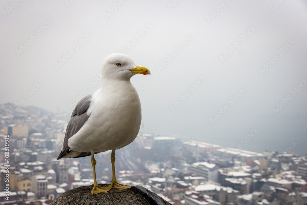 seagull on a background of Istanbul