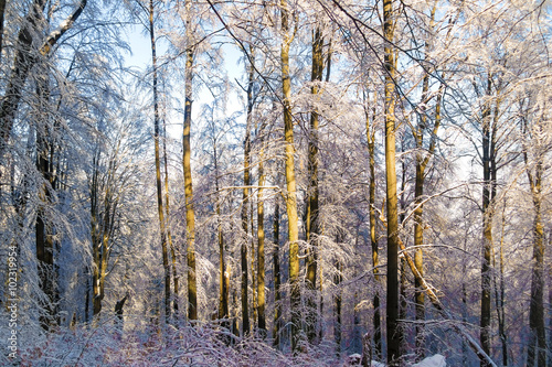 Wallpaper Mural Winter deep forest. Evening sun shines on the trees. Trees covered with snow Torontodigital.ca