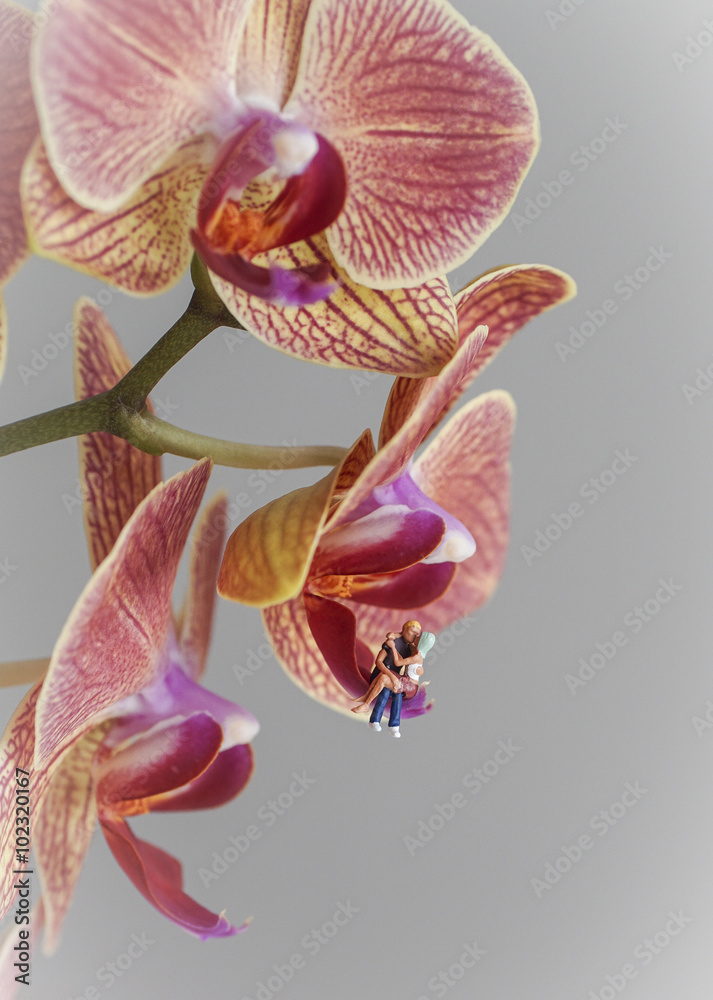 Liebespaar - Miniatur sitzt auf Orchidee