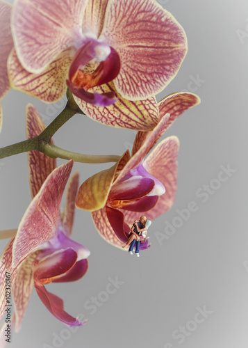 Obraz na płótnie Liebespaar - Miniatur sitzt auf Orchidee w salonie