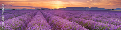 Fototapeta Wschód słońca nad polami lawenda w Provence, Francja