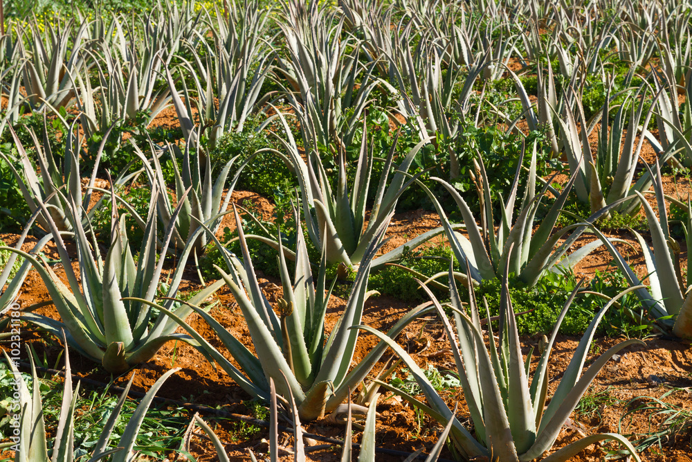 Aloe vera pharmaceutical plants field in Crete Island, Greece. Aloe vera pharmaceutical plants field in Crete Island, Greece.