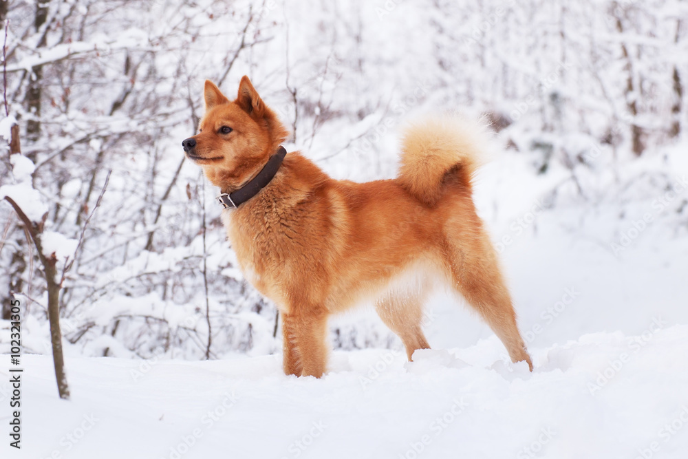 Red discount fluffy dog