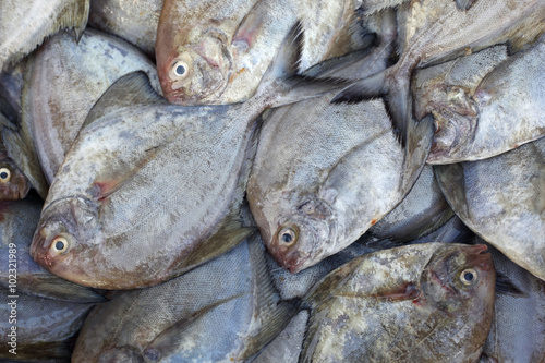 butterfish background. photo