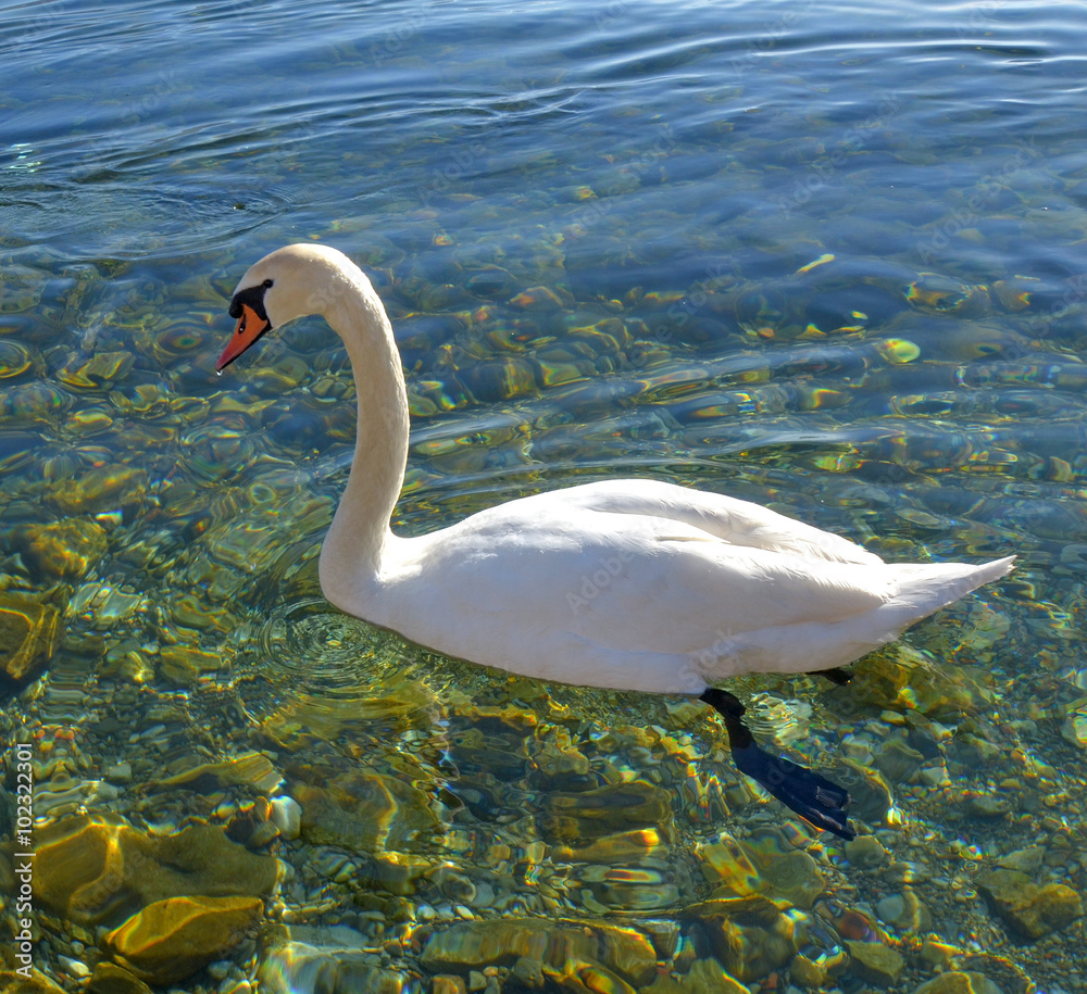 Fototapeta premium Swan birds in lake Ohrid, Macedonia