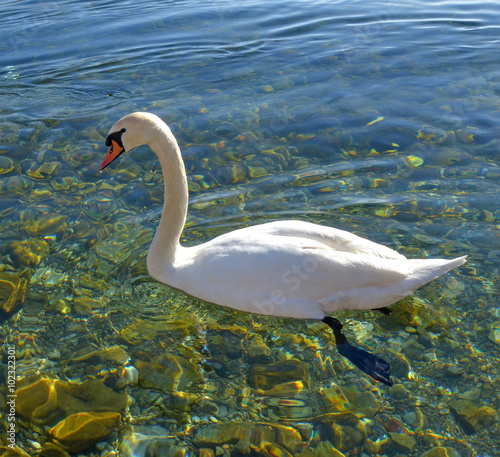 Foto Swan birds in lake Ohrid, Macedonia
