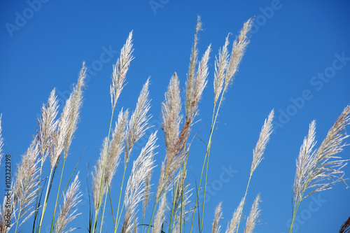 Fototapeta Naklejka Na Ścianę i Meble -  reeds grass with blue sky