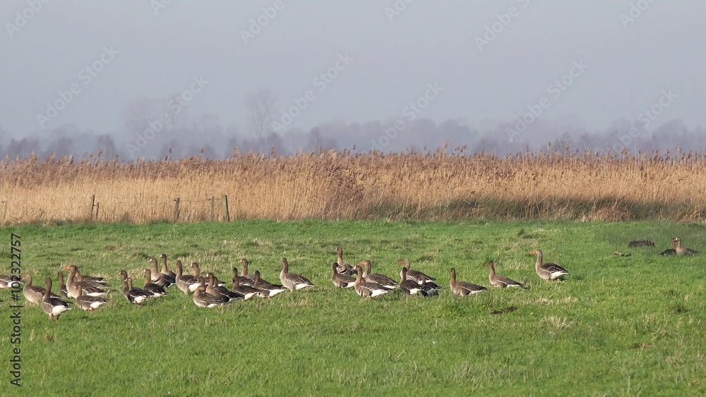 wild geese standing on the field and looking for food wild geese standing on the field and looking for food