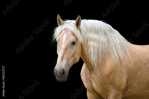 Fototapeta Naklejka Na Ścianę i Meble -  Palomino horse with long blond mane 