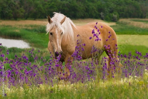 Horse in flowers 