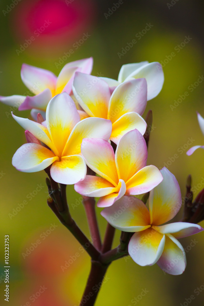 Fototapeta premium Plumeria flowers