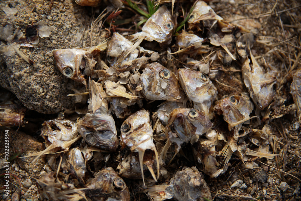 Cabezas de sardinas usadas como cebo para pesca del cangrejo Cabezas de sardinas usadas como cebo para pesca del cangrejo