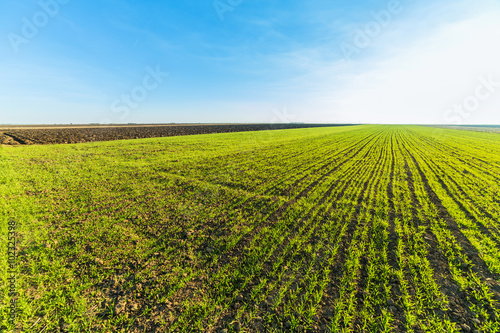 Green field of sprouting wheat