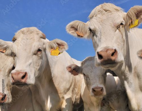 portrait de vaches charolaises et leurs veaux,  © coco