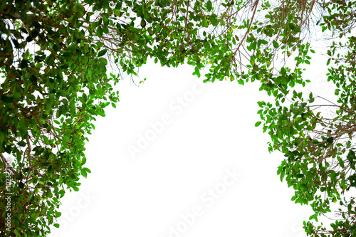 Green leaves frame on white background with place for text
