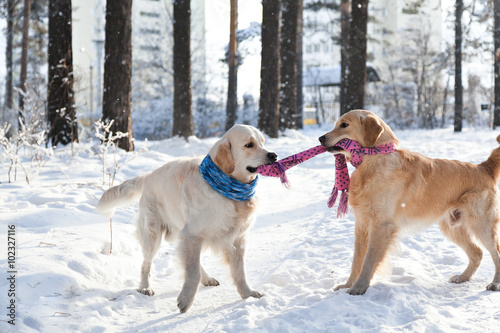 Photography two golden retriever