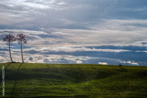 Pastoriza, cielo, tierra, vaca photo