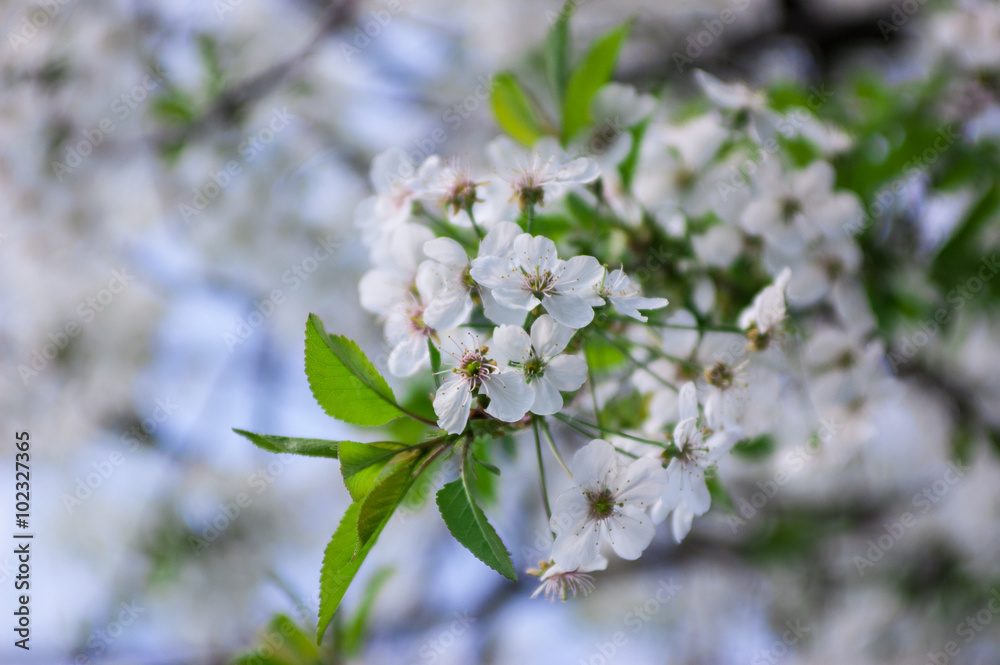 Spring Cherry blossoms Spring Cherry blossoms