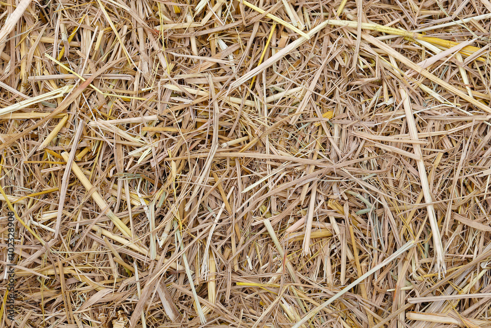 Dry hay