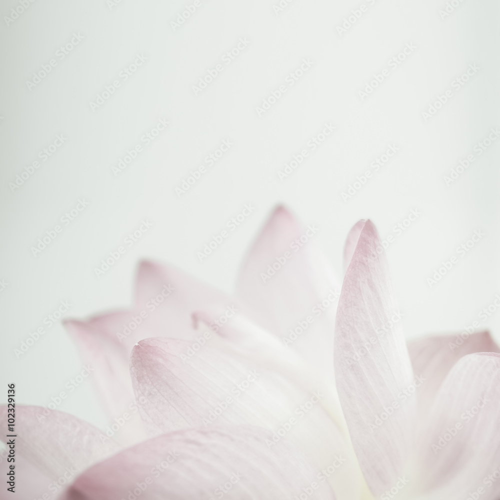pink lotus in soft color and blur style for background
