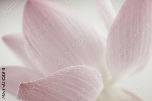 Fototapeta Naklejka Na Ścianę i Meble -  pink lotus in soft color and blur style for background
