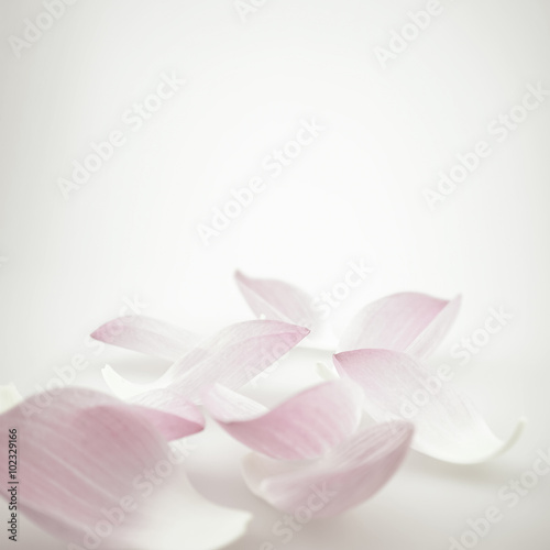 pink lotus in soft color and blur style for background 