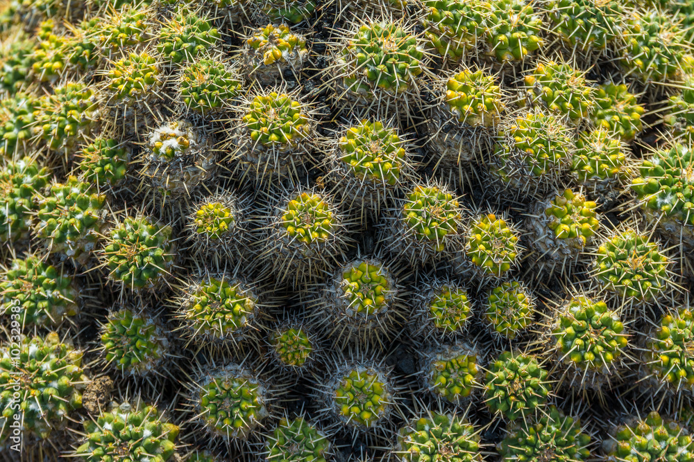 Cactus garden in Guatiza, Lanzarote, Canary Islands, Spain Cactus garden in Guatiza, Lanzarote, Canary Islands, Spain