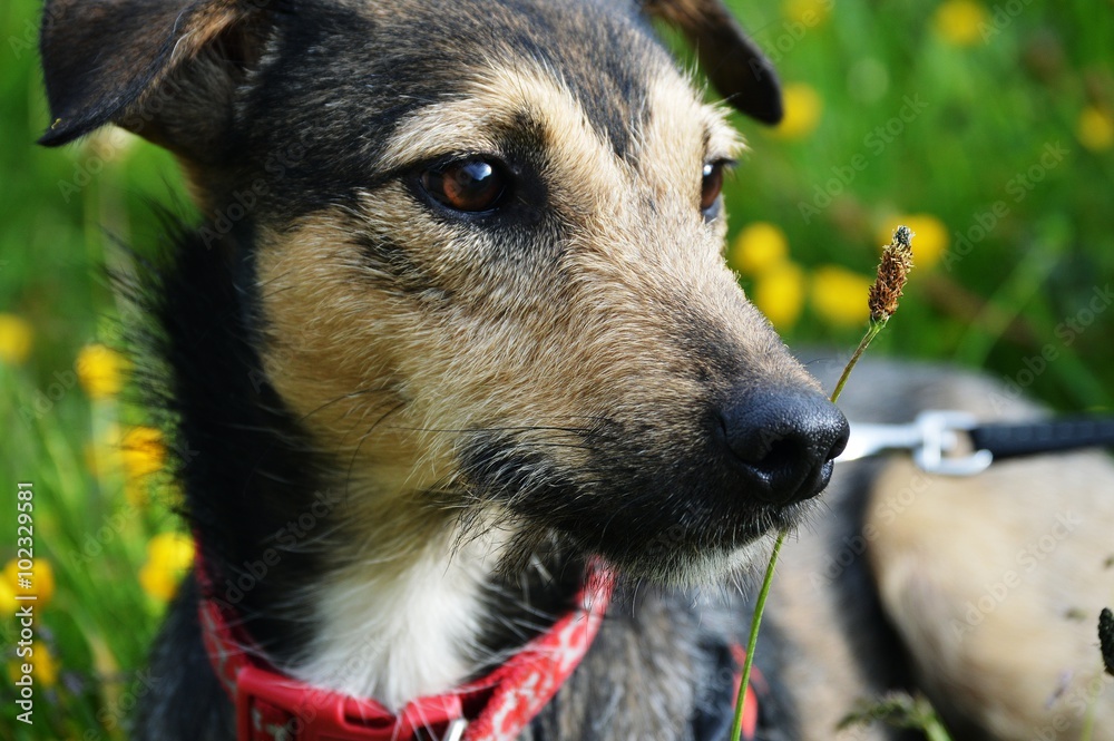 Whippet mix breeds outlet