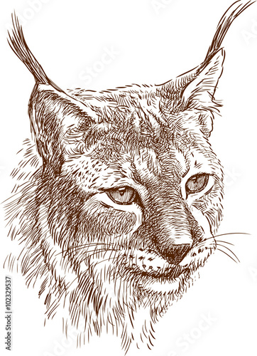 Photo head of lynx