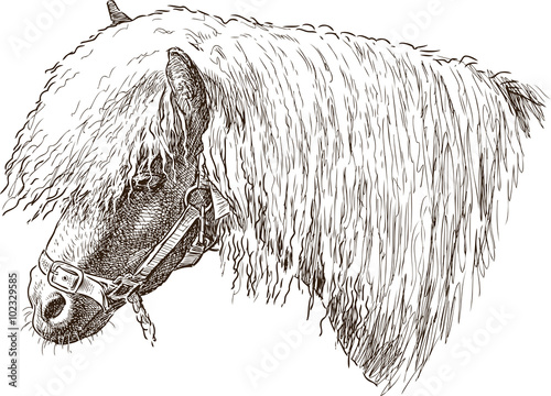 head of the sad pony