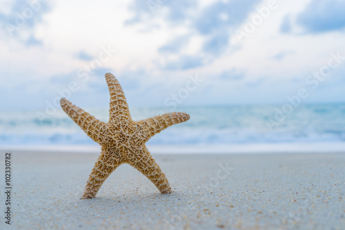 Starfish on the beach