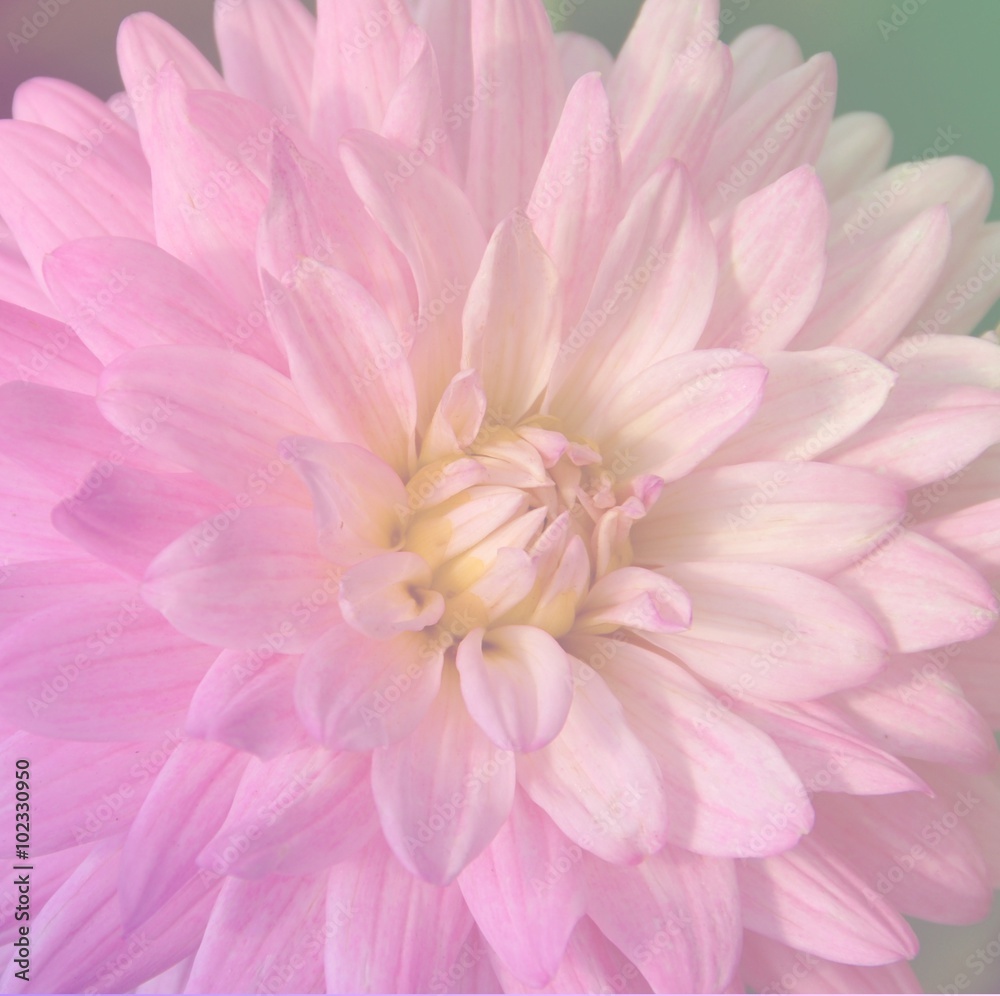 Soft blurred close up of pink dahlia Soft blurred close up of pink dahlia