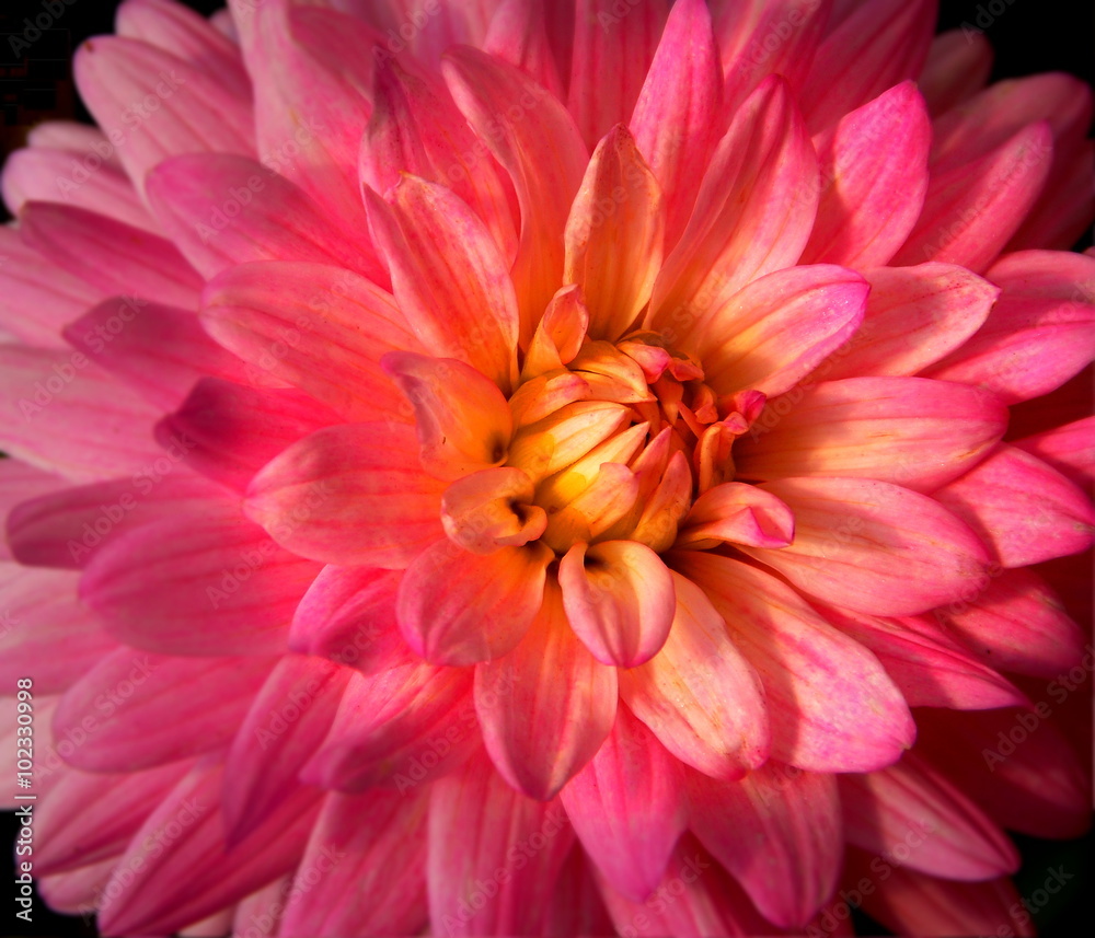 close up of pink dahlia