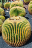 Cactus garden in Guatiza, Lanzarote, Canary Islands, Spain