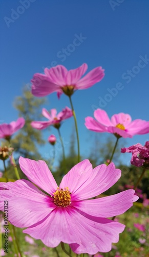 Pink cosmos flowers blooming in the garden with clear blue sky