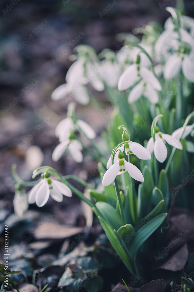 Snowdrops Blooming Outdoors