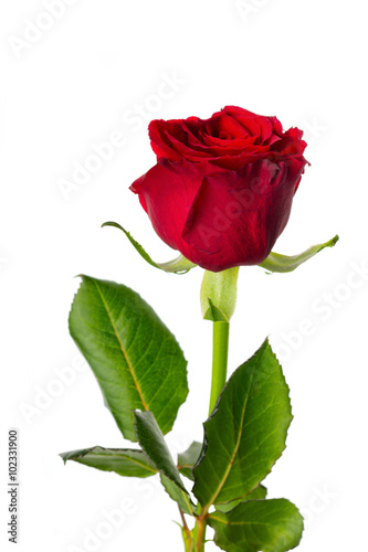 Red rose 