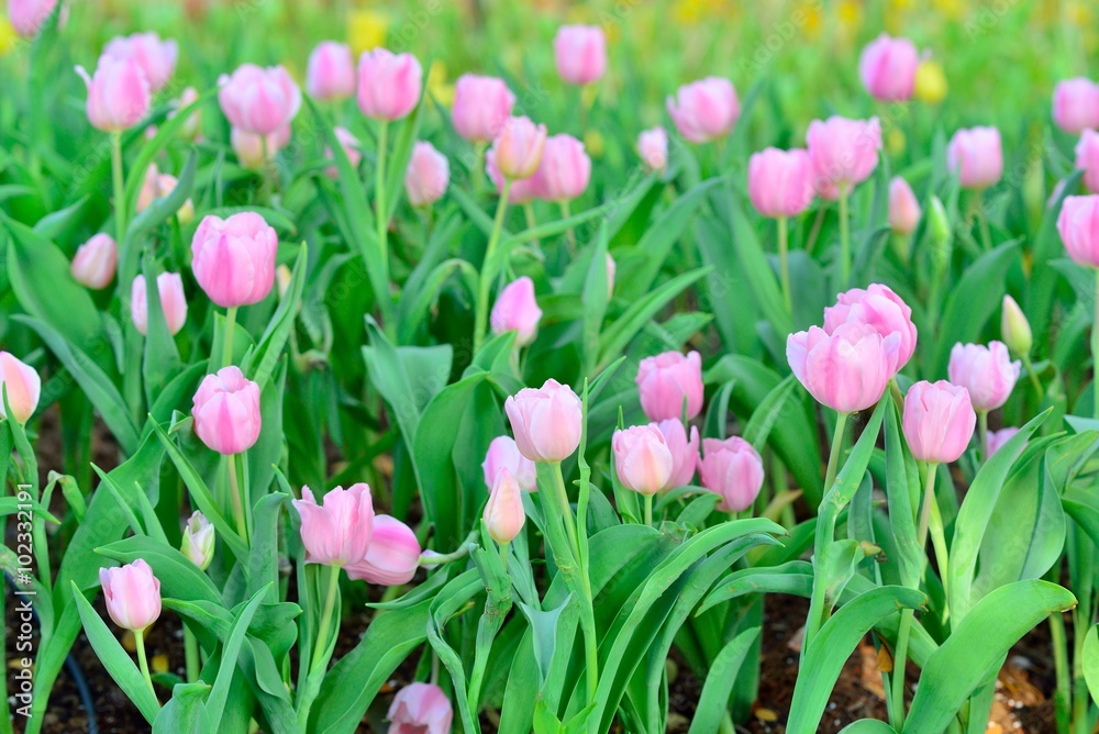 Fresh colorful tulips in warm sunlight Fresh colorful tulips in warm sunlight