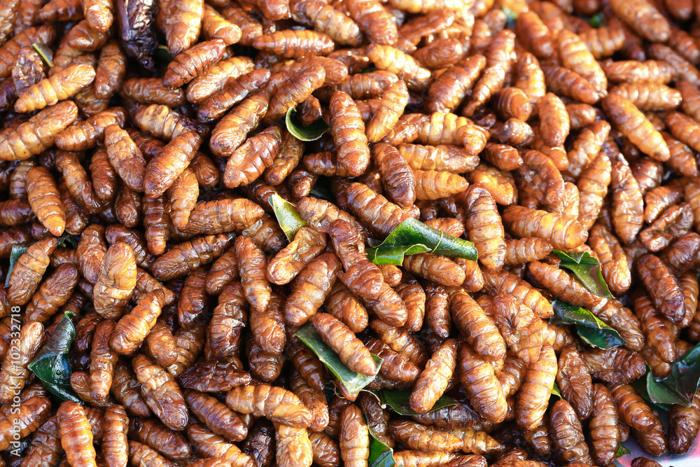 silkworms fried