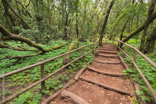 Rain forest in Garajonay national park , La Gomera, Canary islands,  Spain. photo
